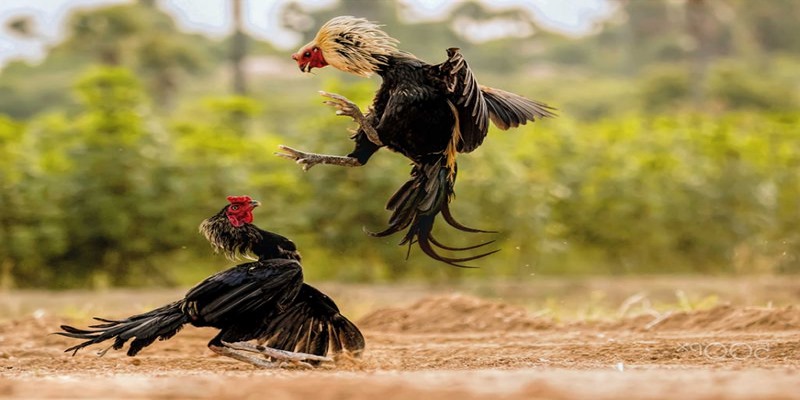 Lưu ý khi tìm nhà cái chiến đá gà